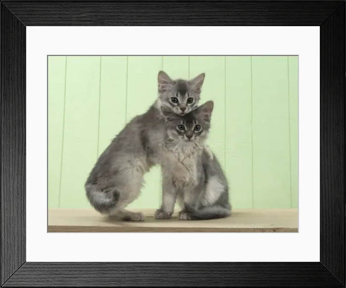 Framed Print : Picture No. 11771970 Framed Print : Picture No. 11771970