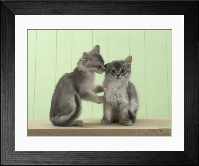 Framed Print : Picture No. 11771968 Framed Print : Picture No. 11771968