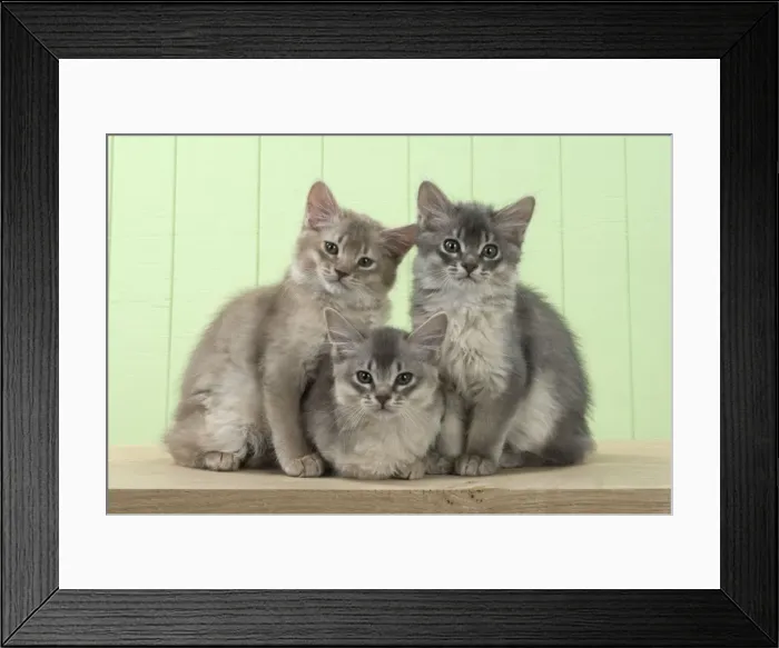 Framed Print : Picture No. 11771974 Framed Print : Picture No. 11771974