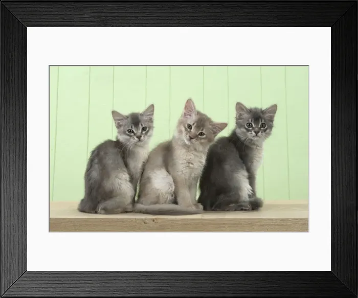 Framed Print : Picture No. 11771976 Framed Print : Picture No. 11771976