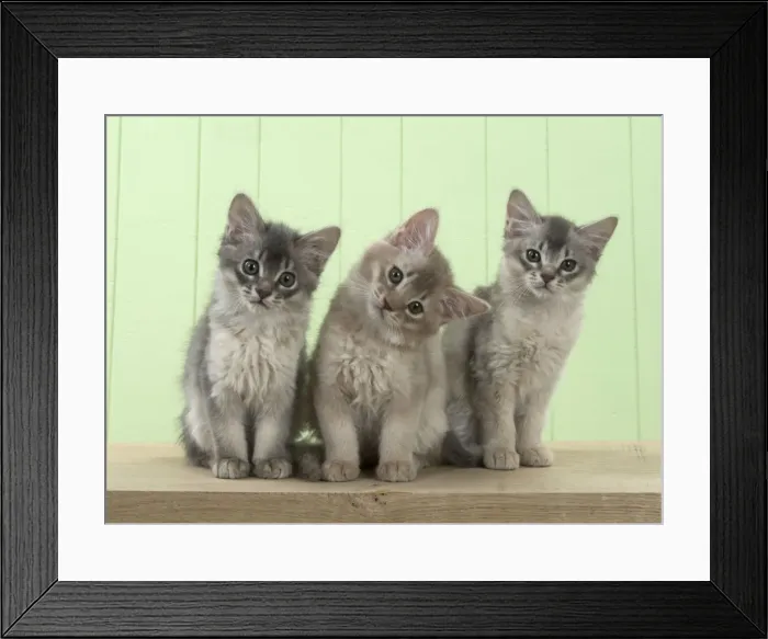 Framed Print : Picture No. 11771978 Framed Print : Picture No. 11771978