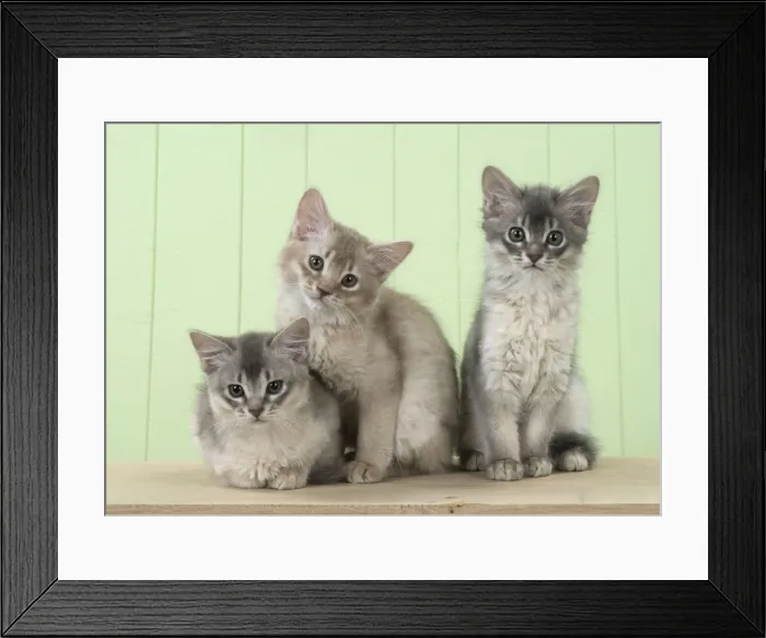 Framed Print : Picture No. 11771977 Framed Print : Picture No. 11771977