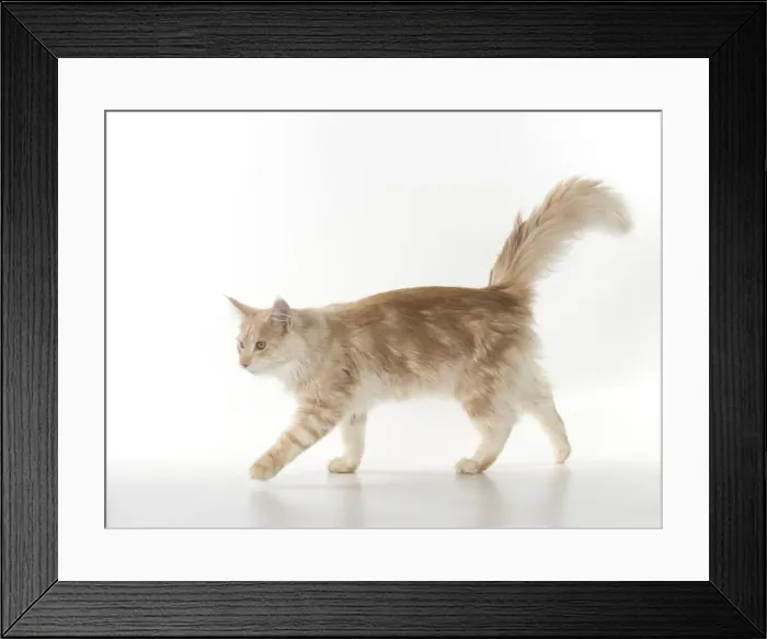 Framed Print : Picture No. 11771981 Framed Print : Picture No. 11771981