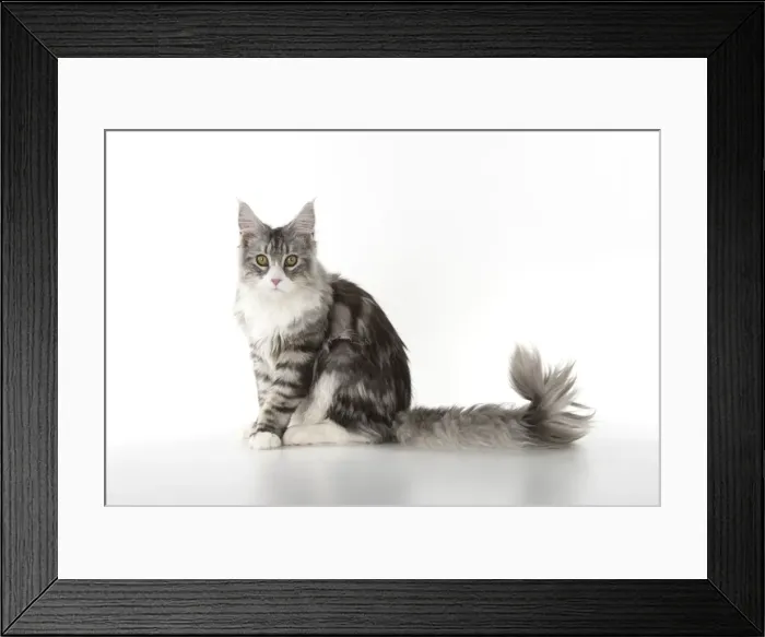 Framed Print : Picture No. 11771980 Framed Print : Picture No. 11771980