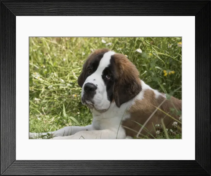 Framed Print : Picture No. 11771984 Framed Print : Picture No. 11771984