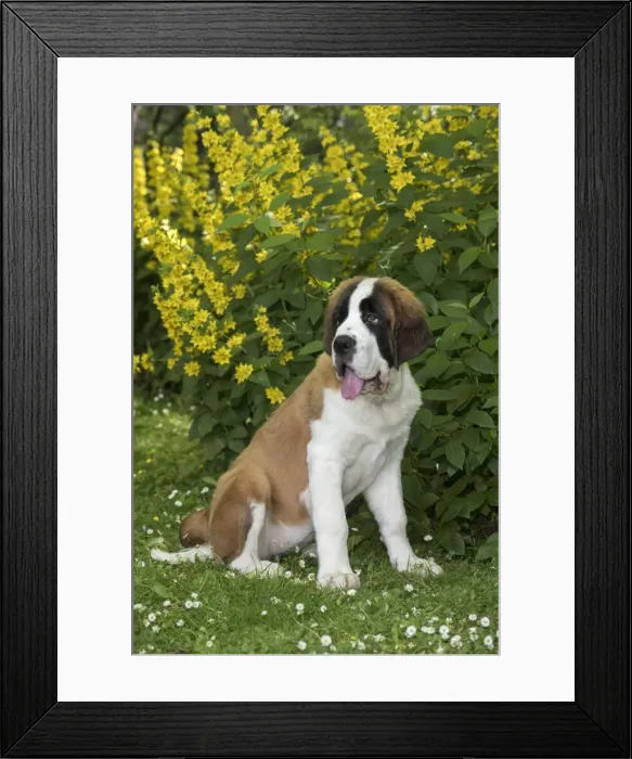 Framed Print : Picture No. 11771985 Framed Print : Picture No. 11771985