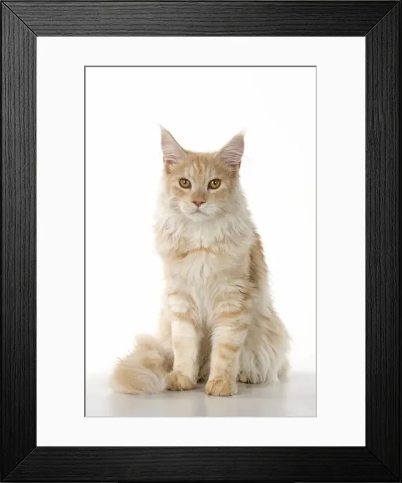 Framed Print : Picture No. 11771982 Framed Print : Picture No. 11771982