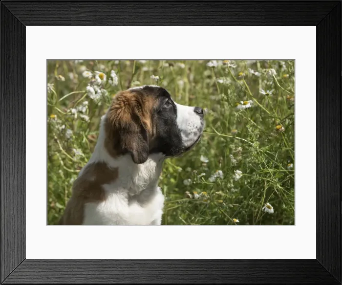 Framed Print : Picture No. 11771988