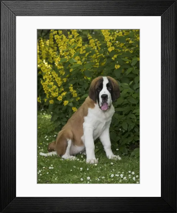 Framed Print : Picture No. 11771986 Framed Print : Picture No. 11771986