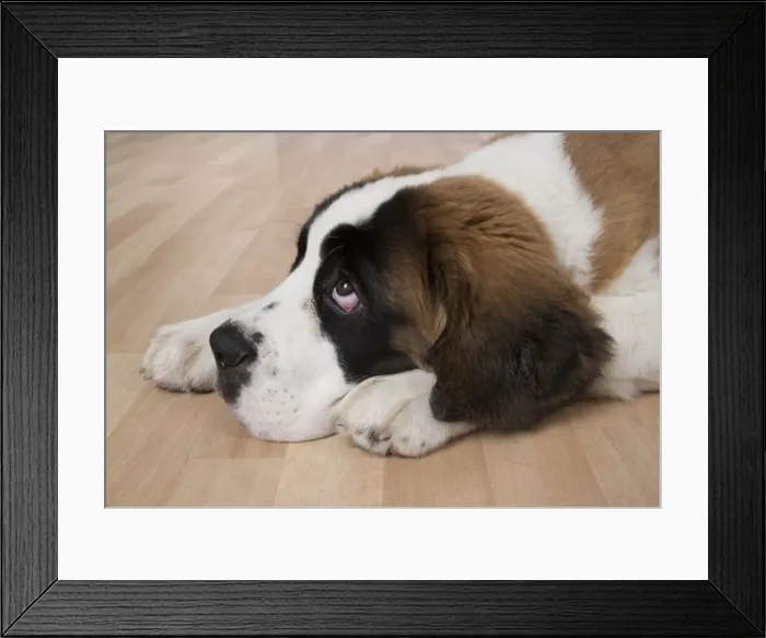 Framed Print : Picture No. 11771989 Framed Print : Picture No. 11771989