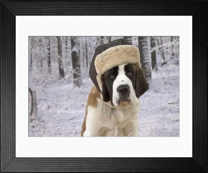Framed Print : Picture No. 11771994 Framed Print : Picture No. 11771994