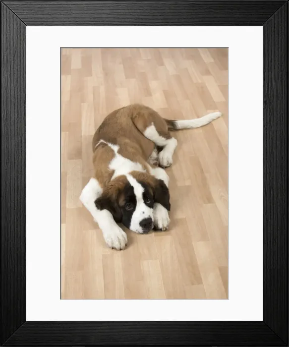 Framed Print : Picture No. 11771990 Framed Print : Picture No. 11771990