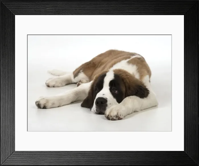 Framed Print : Picture No. 11771998 Framed Print : Picture No. 11771998