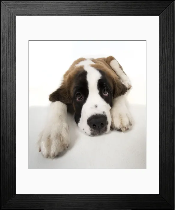 Framed Print : Picture No. 11771997 Framed Print : Picture No. 11771997