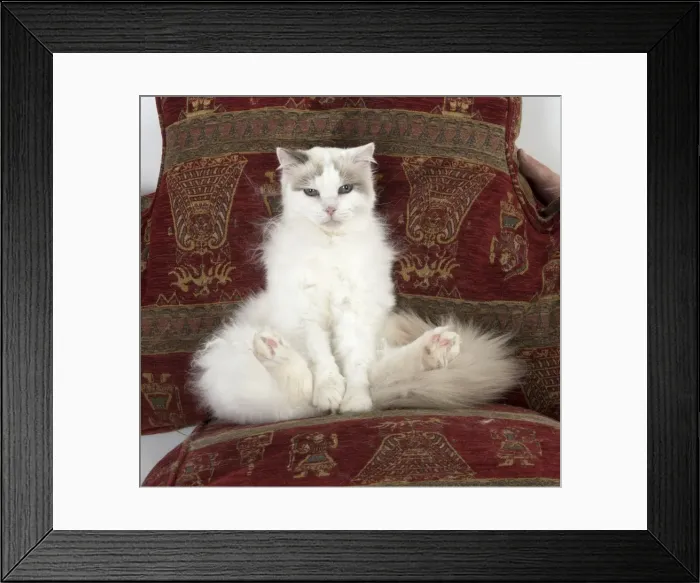 Framed Print : Picture No. 11772001 Framed Print : Picture No. 11772001