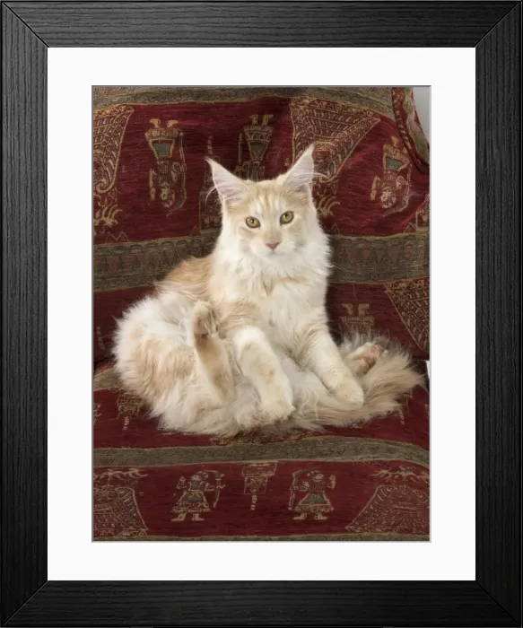 Framed Print : Picture No. 11772002 Framed Print : Picture No. 11772002