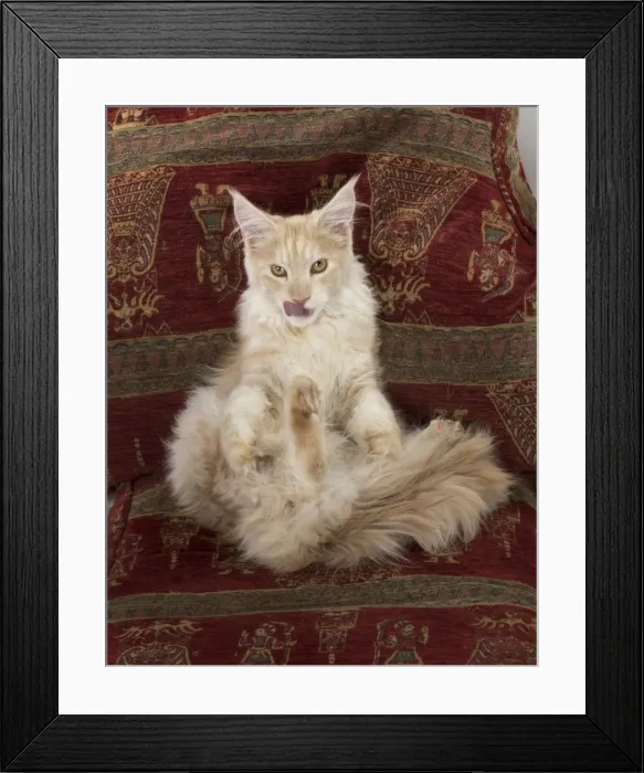 Framed Print : Picture No. 11772003 Framed Print : Picture No. 11772003