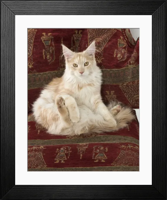 Framed Print : Picture No. 11772004 Framed Print : Picture No. 11772004