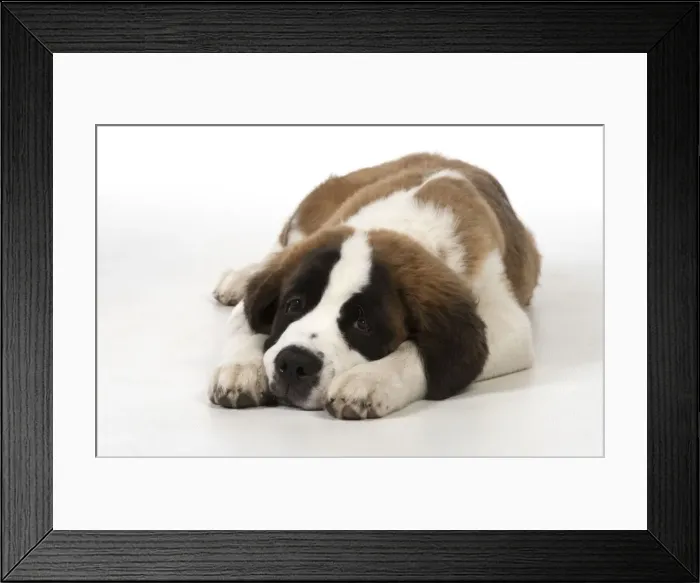 Framed Print : Picture No. 11771999 Framed Print : Picture No. 11771999