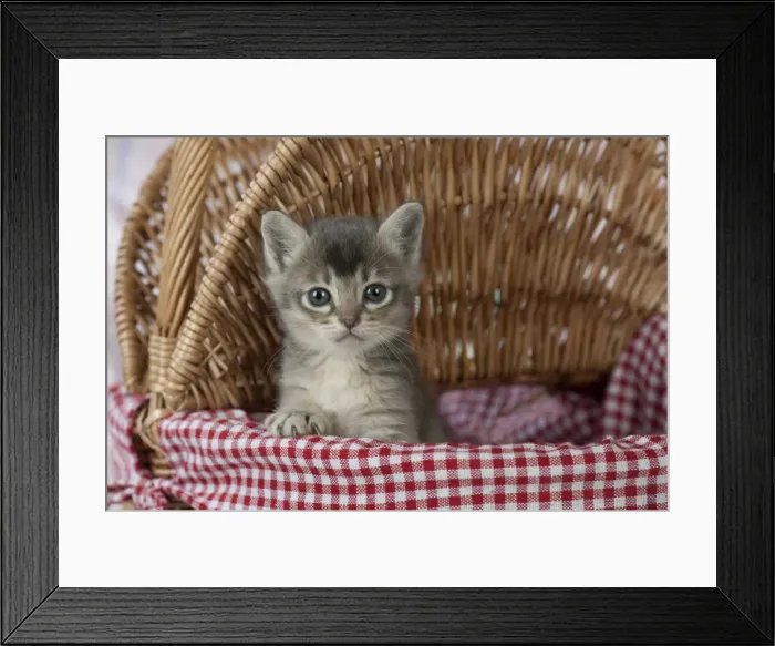 Framed Print : Picture No. 11772005 Framed Print : Picture No. 11772005