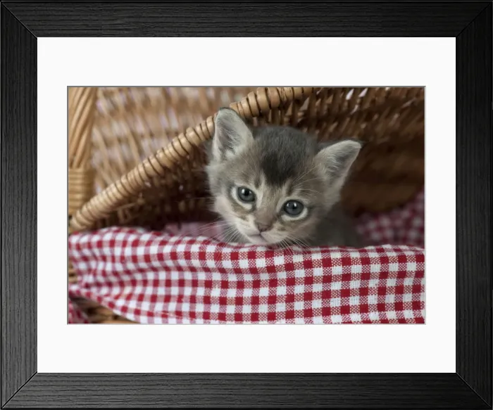 Framed Print : Picture No. 11772006 Framed Print : Picture No. 11772006