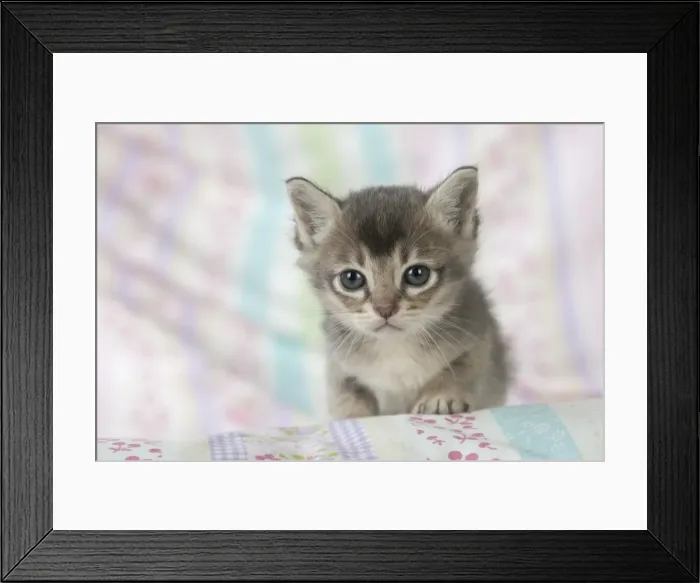 Framed Print : Picture No. 11772008 Framed Print : Picture No. 11772008