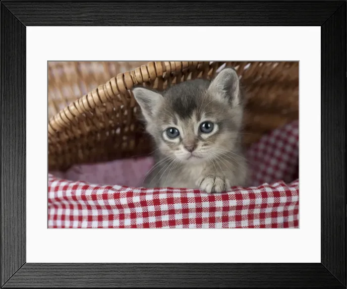 Framed Print : Picture No. 11772007 Framed Print : Picture No. 11772007