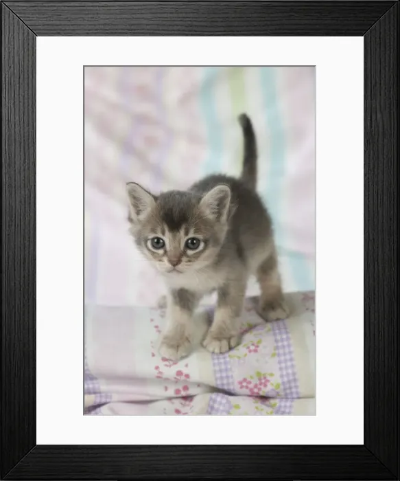 Framed Print : Picture No. 11772009 Framed Print : Picture No. 11772009