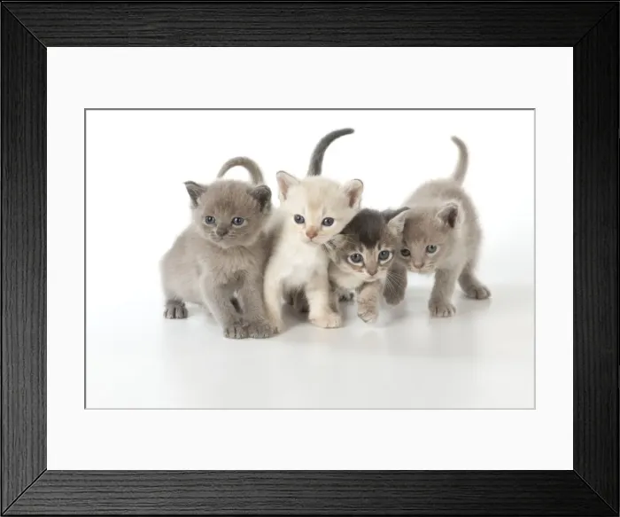 Framed Print : Picture No. 11772010 Framed Print : Picture No. 11772010