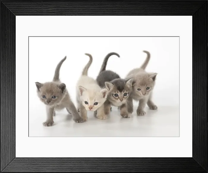Framed Print : Picture No. 11772012 Framed Print : Picture No. 11772012
