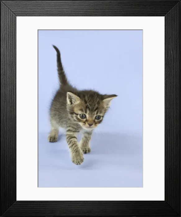 Framed Print : Picture No. 11772013 Framed Print : Picture No. 11772013