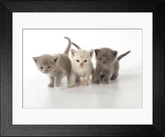 Framed Print : Picture No. 11772011 Framed Print : Picture No. 11772011