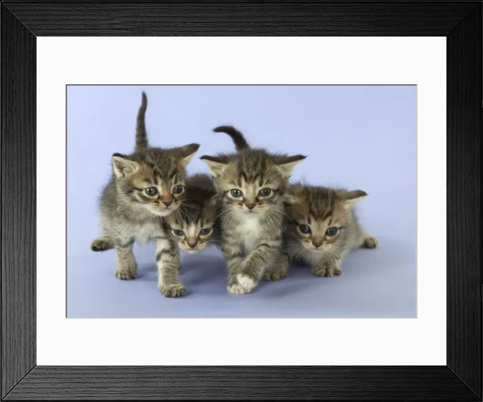 Framed Print : Picture No. 11772015 Framed Print : Picture No. 11772015