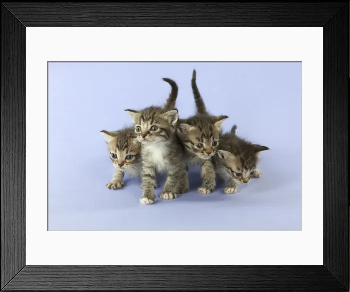 Framed Print : Picture No. 11772014 Framed Print : Picture No. 11772014