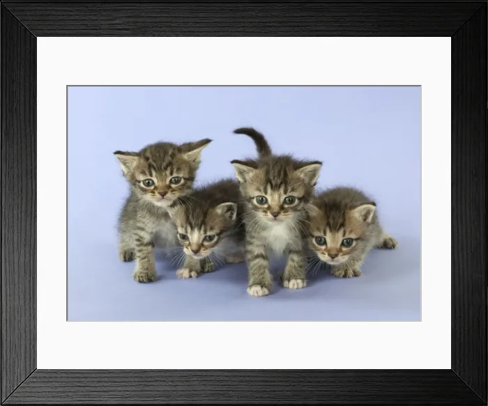 Framed Print : Picture No. 11772016 Framed Print : Picture No. 11772016