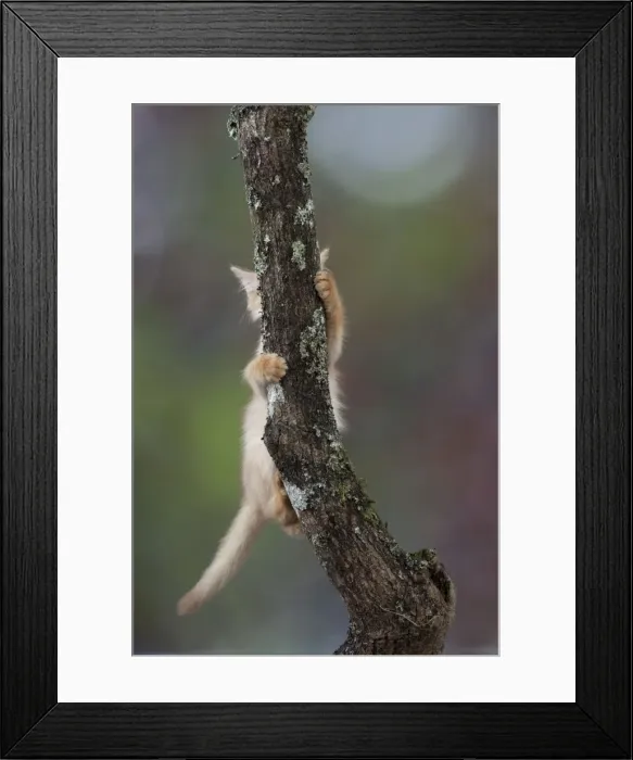 Framed Print : Picture No. 11772019 Framed Print : Picture No. 11772019