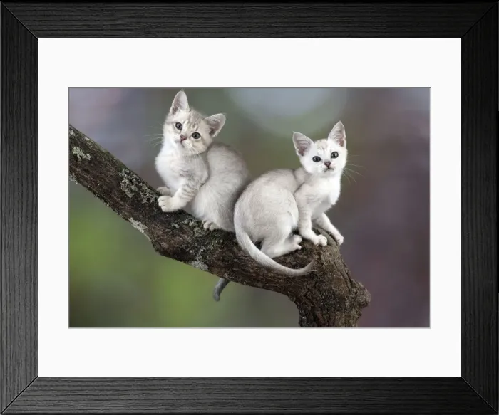 Framed Print : Picture No. 11772017 Framed Print : Picture No. 11772017