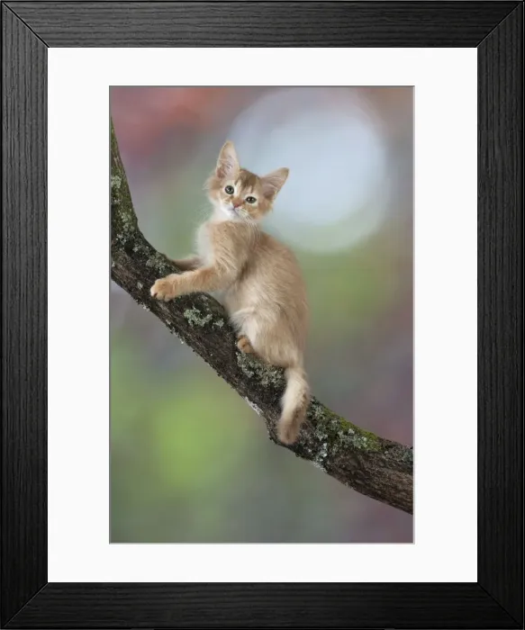 Framed Print : Picture No. 11772022 Framed Print : Picture No. 11772022