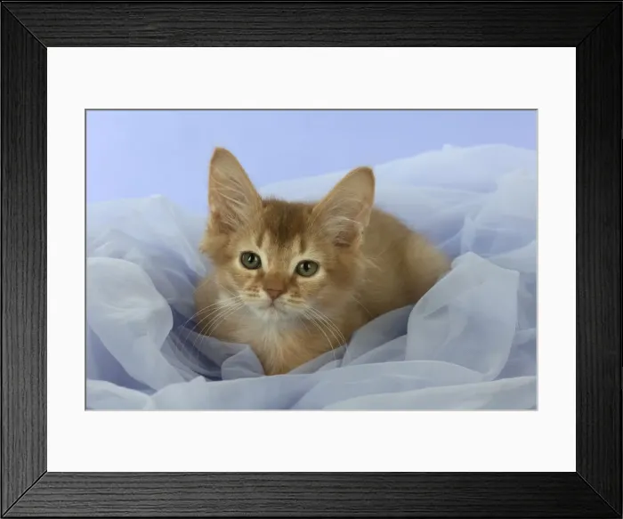 Framed Print : Picture No. 11772027 Framed Print : Picture No. 11772027