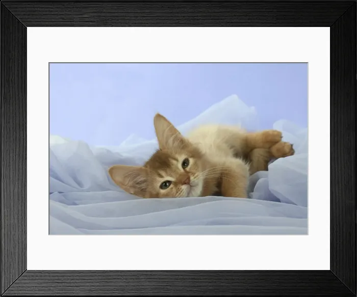Framed Print : Picture No. 11772028 Framed Print : Picture No. 11772028