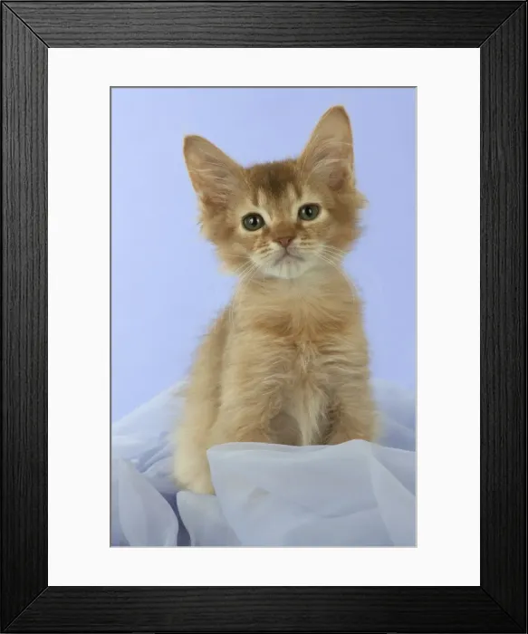 Framed Print : Picture No. 11772029 Framed Print : Picture No. 11772029