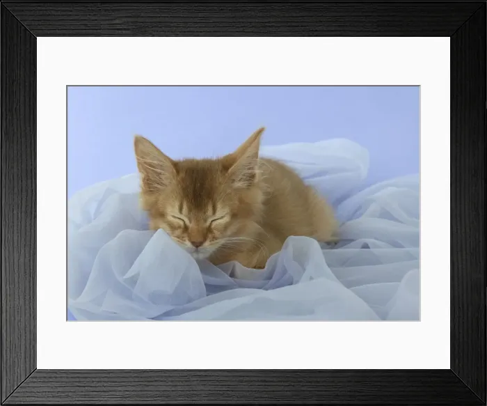 Framed Print : Picture No. 11772030 Framed Print : Picture No. 11772030