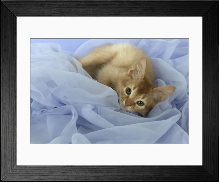 Framed Print : Picture No. 11772031 Framed Print : Picture No. 11772031