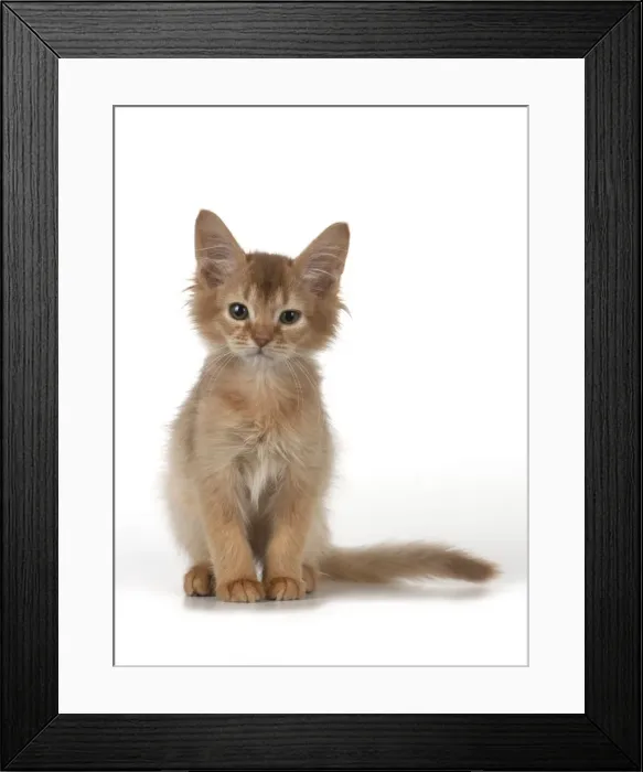 Framed Print : Picture No. 11772035 Framed Print : Picture No. 11772035