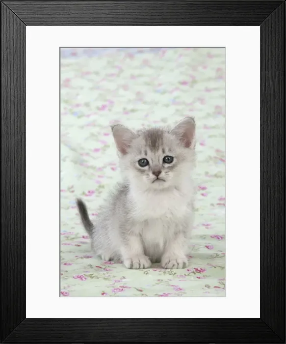 Framed Print : Picture No. 11772037 Framed Print : Picture No. 11772037