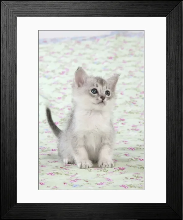 Framed Print : Picture No. 11772036 Framed Print : Picture No. 11772036