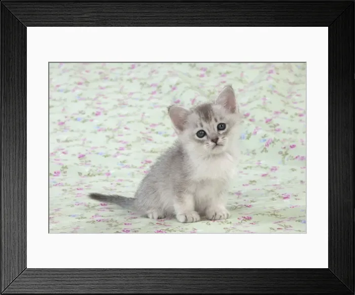 Framed Print : Picture No. 11772038 Framed Print : Picture No. 11772038