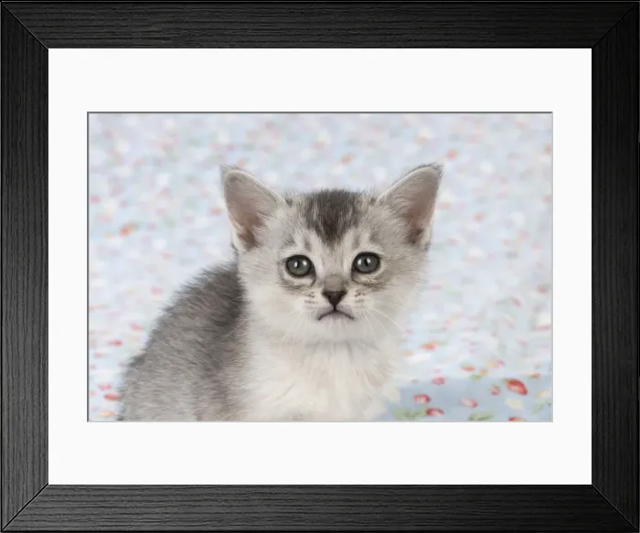 Framed Print : Picture No. 11772040 Framed Print : Picture No. 11772040