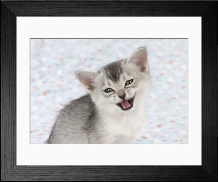 Framed Print : Picture No. 11772041 Framed Print : Picture No. 11772041