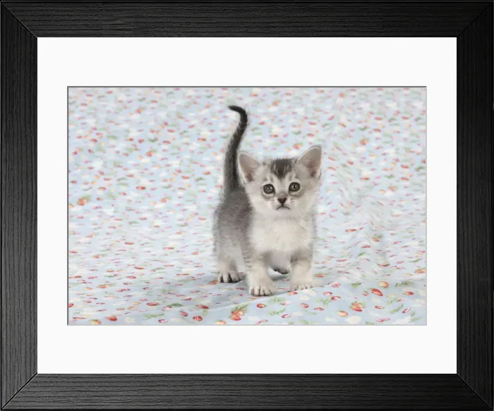 Framed Print : Picture No. 11772042 Framed Print : Picture No. 11772042